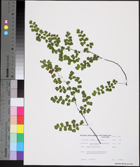 Adiantum capillus-veneris image