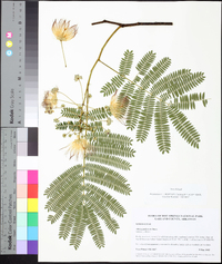 Albizia julibrissin image