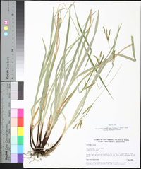 Carex oxylepis image