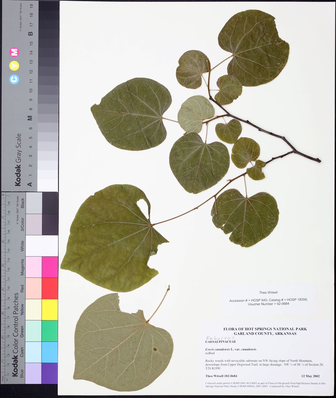 Cercis canadensis f. canadensis image