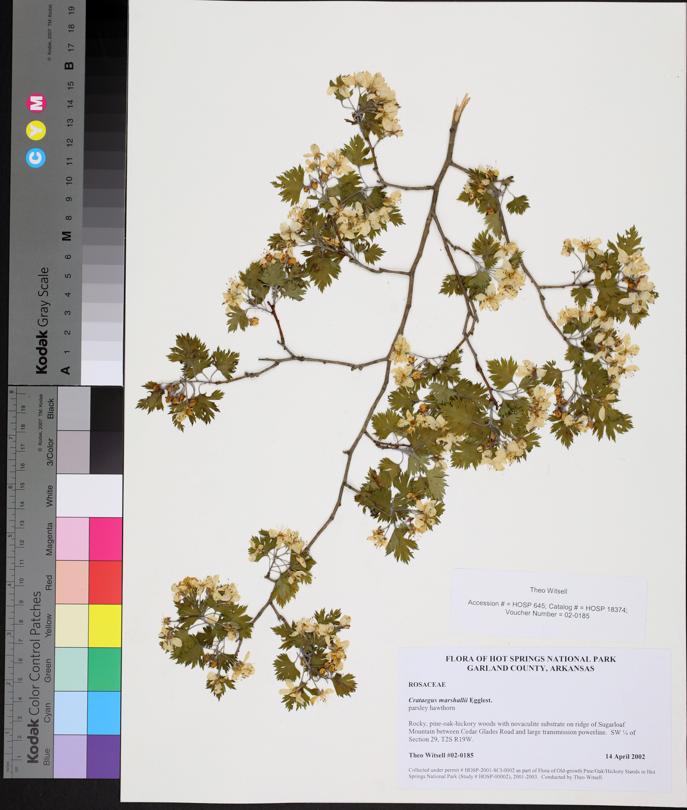 Crataegus marshallii image