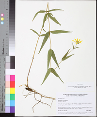 Helianthus divaricatus image