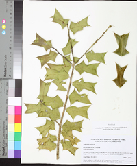 Ilex cornuta image