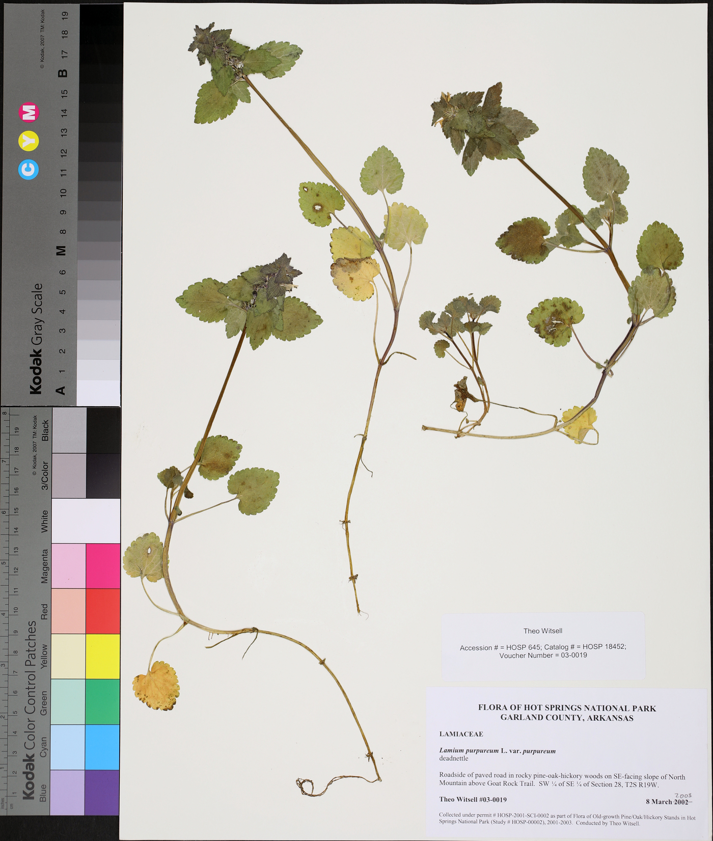 Lamium purpureum var. purpureum image