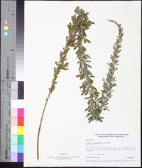 Lespedeza cuneata image