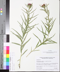 Liatris compacta image