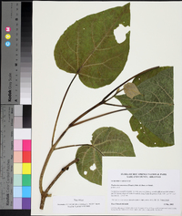 Paulownia tomentosa image