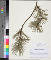 Pinus echinata image