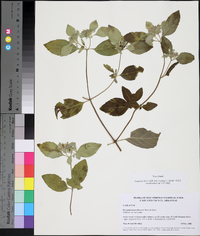 Pycnanthemum albescens image