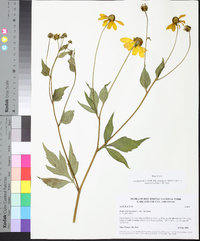 Rudbeckia laciniata var. laciniata image