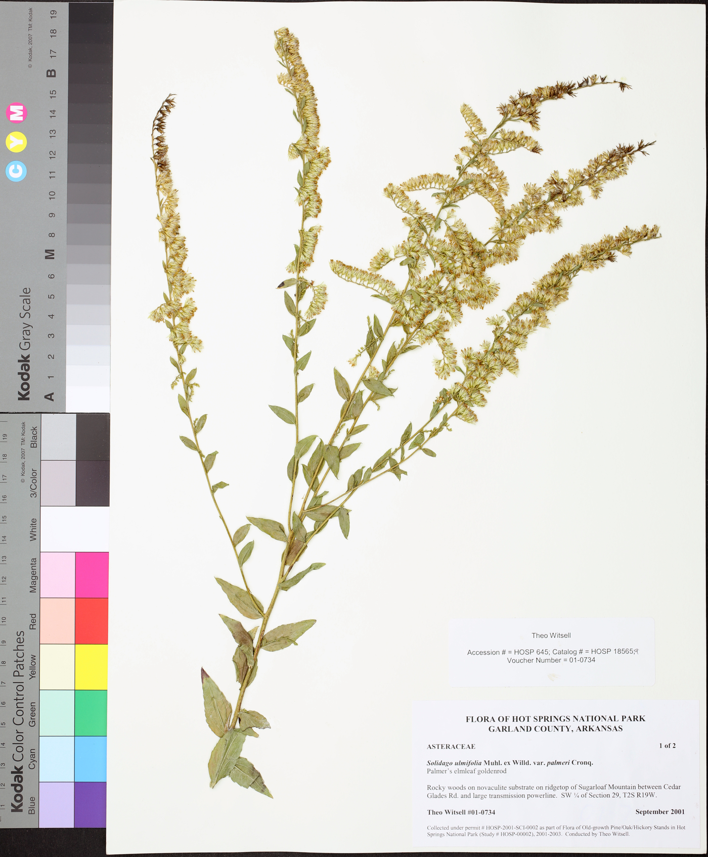 Solidago ulmifolia var. palmeri image