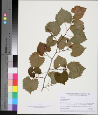 Vitis rotundifolia image