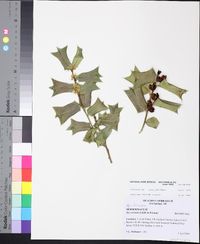 Ilex cornuta image