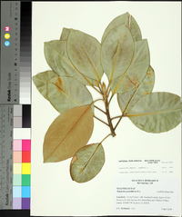 Magnolia grandiflora image