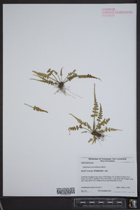 Asplenium pinnatifidum image