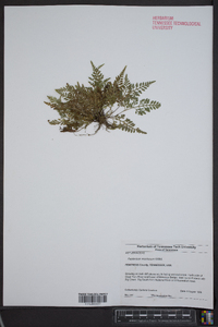 Asplenium montanum image