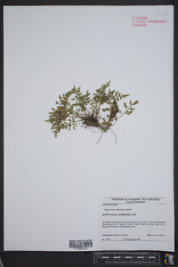 Asplenium montanum image