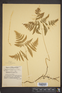 Gymnocarpium dryopteris image