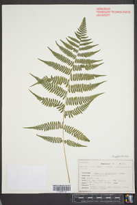 Dryopteris campyloptera image