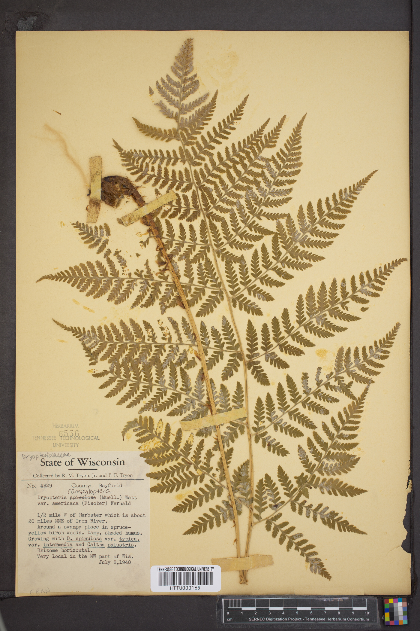 Dryopteris campyloptera image