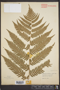 Dryopteris goldieana image