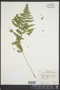 Dryopteris goldieana image