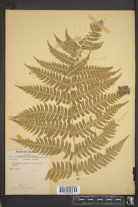 Dryopteris goldieana image