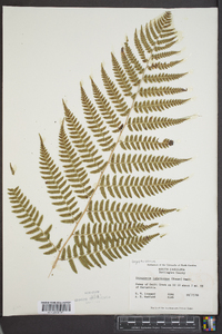 Dryopteris ludoviciana image