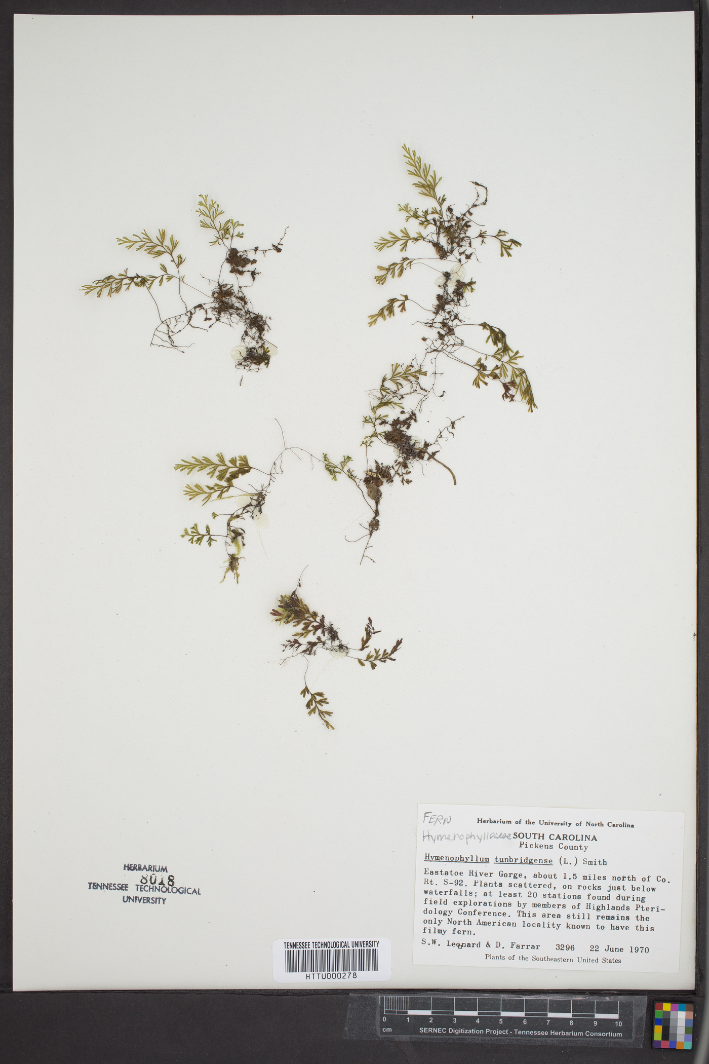 Hymenophyllum tunbrigense image