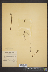 Botrychium lanceolatum image