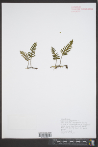 Polypodium polypodioides image