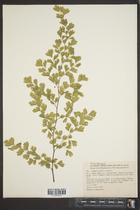 Adiantum capillus-veneris image