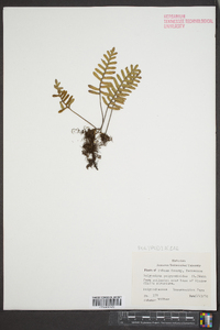 Polypodium polypodioides image