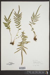 Pteris vittata image