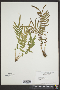 Pteris vittata image