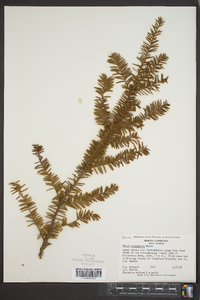 Taxus canadensis image