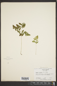 Woodsia ilvensis image