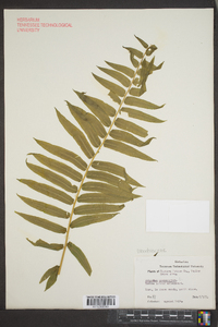 Athyrium pycnocarpon image