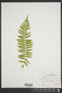 Athyrium pycnocarpon image