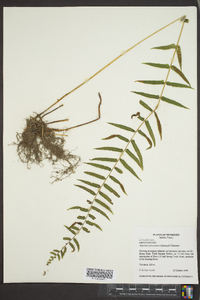 Athyrium pycnocarpon image