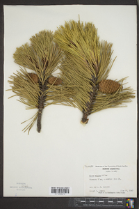 Pinus rigida image