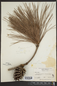 Pinus taeda image