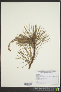 Pinus echinata image