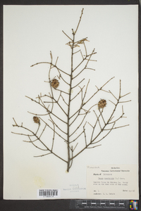 Tsuga canadensis image