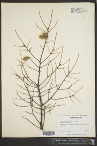 Tsuga canadensis image