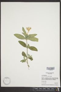 Ruellia caroliniensis image