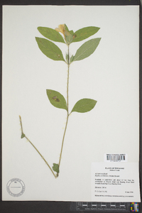 Ruellia caroliniensis image