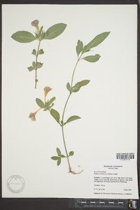 Ruellia caroliniensis image