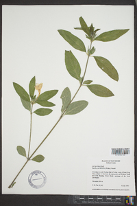 Ruellia caroliniensis image