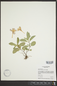 Ruellia caroliniensis image